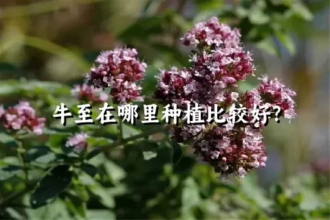 牛至在哪里种植比较好？