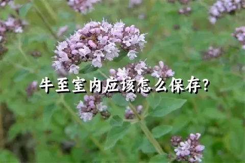 牛至室内应该怎么保存？