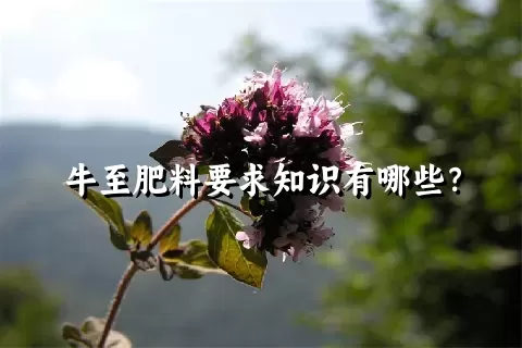 牛至肥料要求知识有哪些？