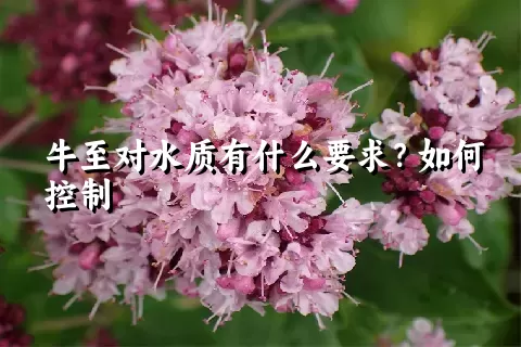 牛至对水质有什么要求？如何控制