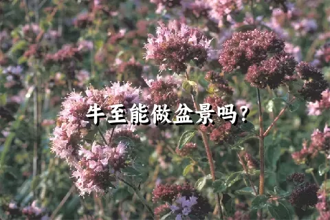 牛至能做盆景吗？