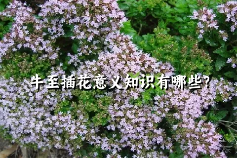 牛至插花意义知识有哪些？