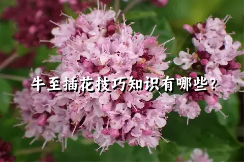 牛至插花技巧知识有哪些？