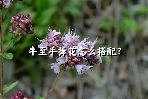 牛至手捧花怎么搭配？