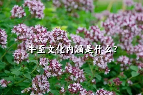 牛至文化内涵是什么？