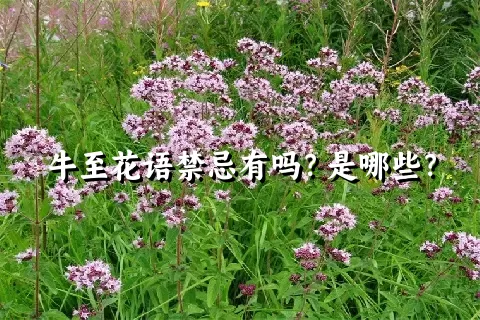 牛至花语禁忌有吗？是哪些？