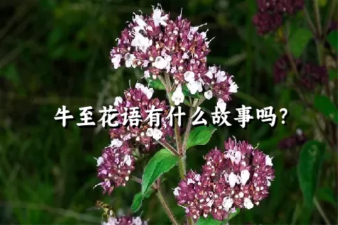 牛至花语有什么故事吗？