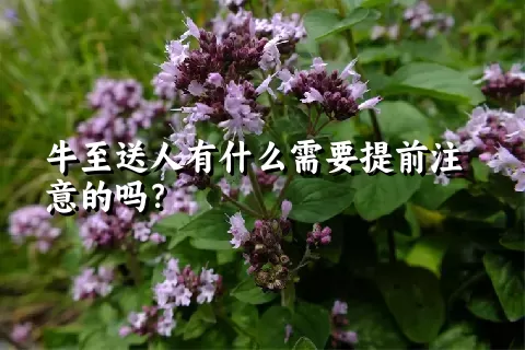 牛至送人有什么需要提前注意的吗？