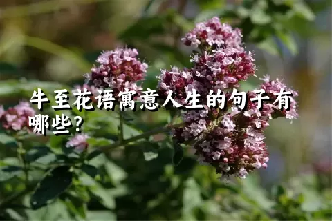 牛至花语寓意人生的句子有哪些？