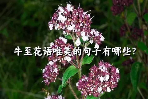 牛至花语唯美的句子有哪些？