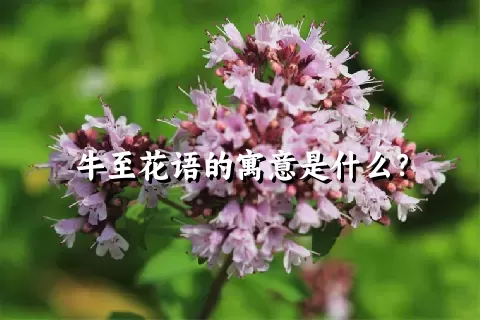 牛至花语的寓意是什么？