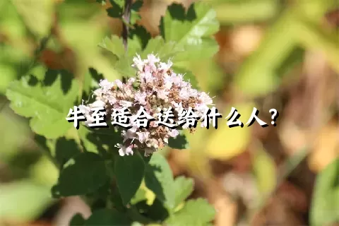 牛至适合送给什么人？