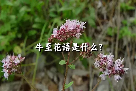 牛至花语是什么？