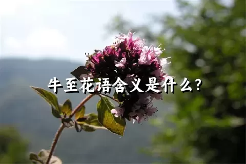 牛至花语含义是什么？