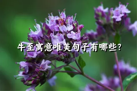 牛至寓意唯美句子有哪些？