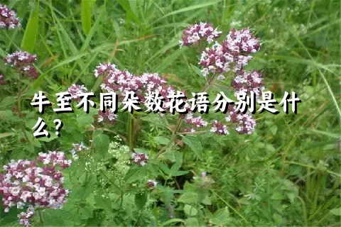 牛至不同朵数花语分别是什么？