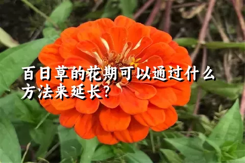 百日草的花期可以通过什么方法来延长？