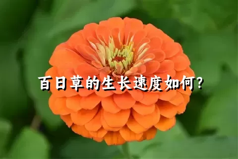 百日草的生长速度如何？