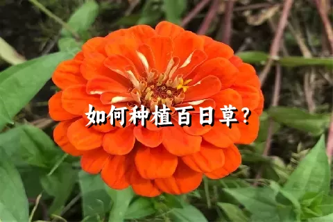 如何种植百日草？