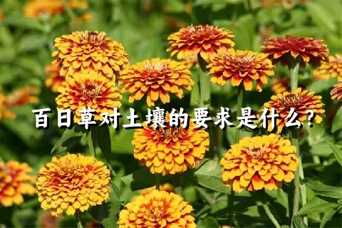 百日草对土壤的要求是什么？