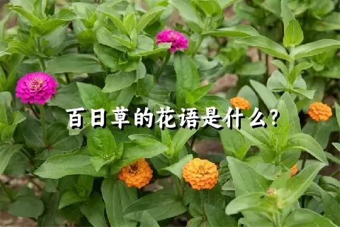 百日草的花语是什么？