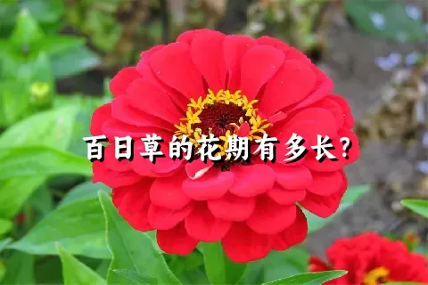 百日草的花期有多长？