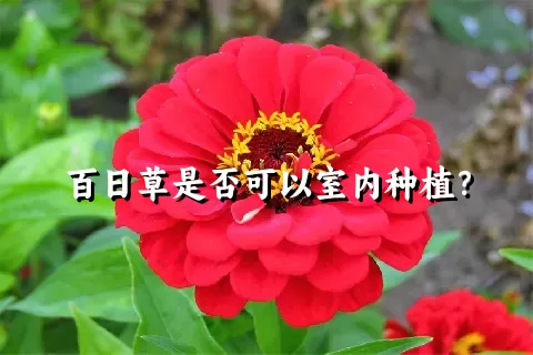 百日草是否可以室内种植？