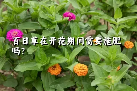 百日草在开花期间需要施肥吗？