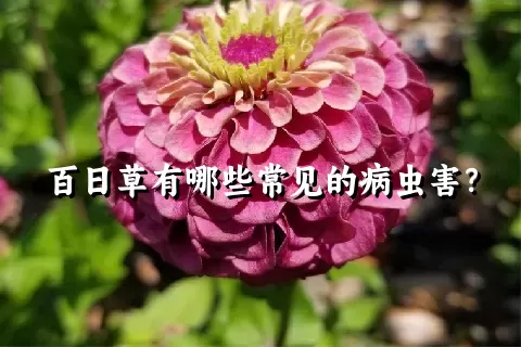 百日草有哪些常见的病虫害？