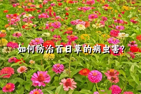 如何防治百日草的病虫害？