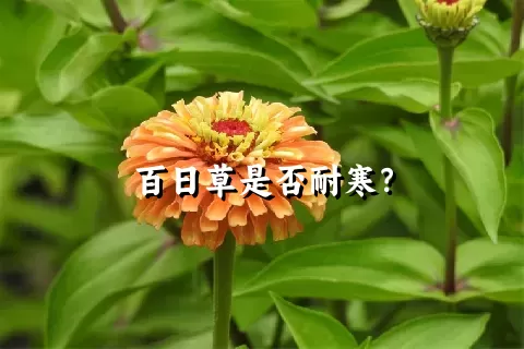 百日草是否耐寒？