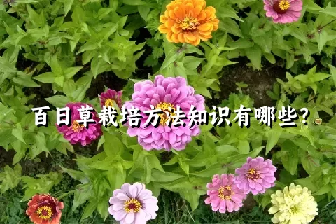 百日草栽培方法知识有哪些？