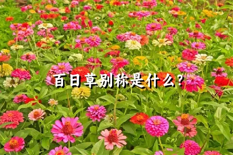 百日草别称是什么？