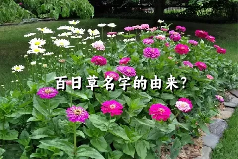 百日草名字的由来？