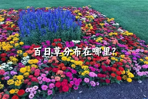 百日草分布在哪里?