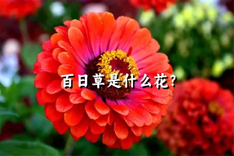 百日草是什么花？