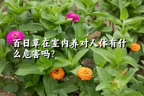 百日草在室内养对人体有什么危害吗？