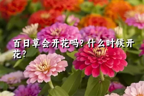 百日草会开花吗？什么时候开花？