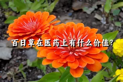 百日草在医药上有什么价值？