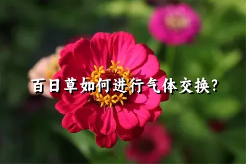 百日草如何进行气体交换？