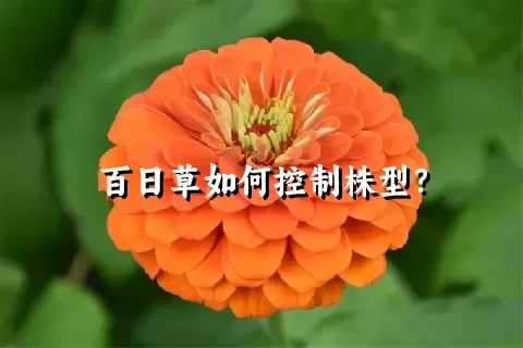 百日草如何控制株型？