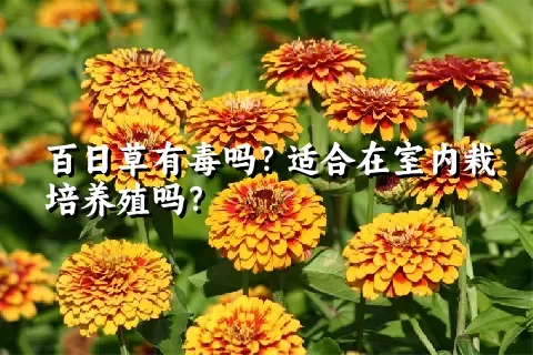 百日草有毒吗？适合在室内栽培养殖吗？