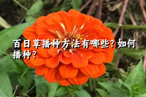 百日草播种方法有哪些？如何播种？