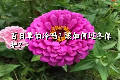 百日草怕冷吗？该如何过冬保护？