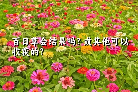 百日草会结果吗？或其他可以收获的？