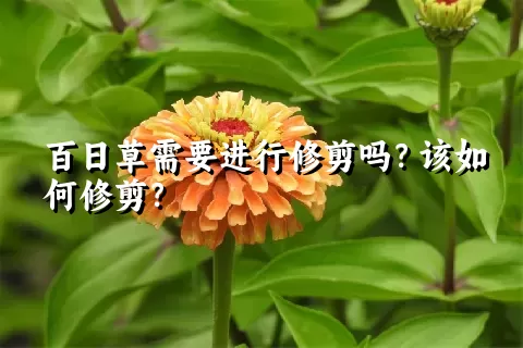 百日草需要进行修剪吗？该如何修剪？