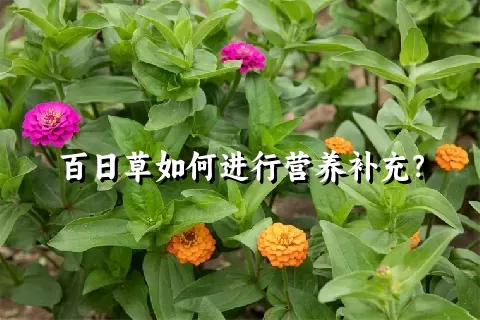 百日草如何进行营养补充？