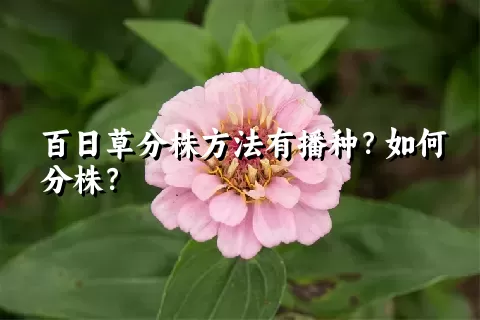 百日草分株方法有播种？如何分株？