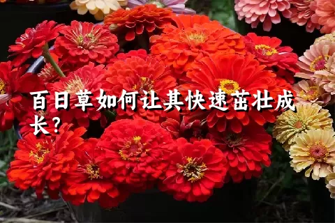 百日草如何让其快速茁壮成长？