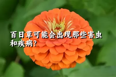 百日草可能会出现那些害虫和疾病？